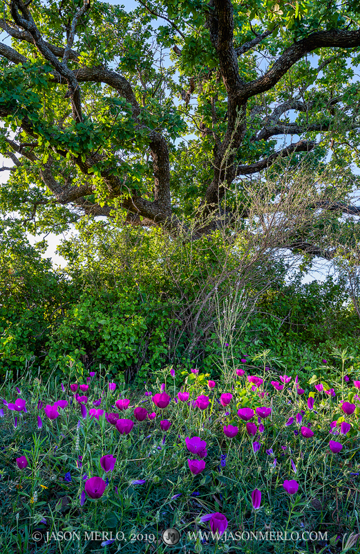 Winecups (Callirhoe pedata) under a post oak tree (Quercus stellata) at sunset in San Saba County in the Texas Cross Timbers.