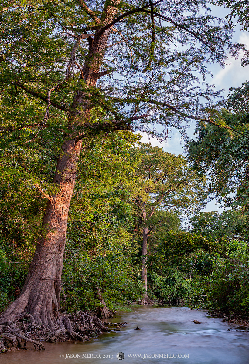First light on cypress trees along a creek in the Texas Hill Country.