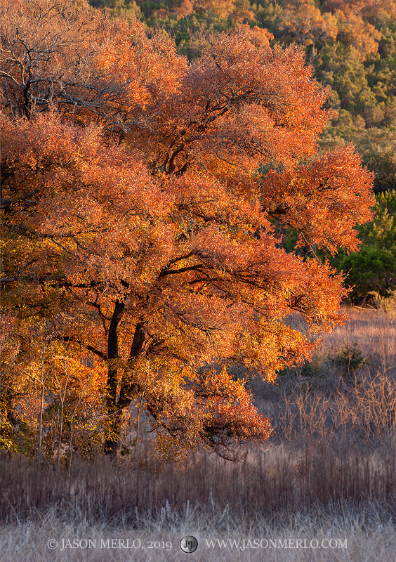 Late afternoon light on a cedar elm tree (Ulmus crassifolia) in fall color at Balcones Canyonlands National Wildlife Refuge in...