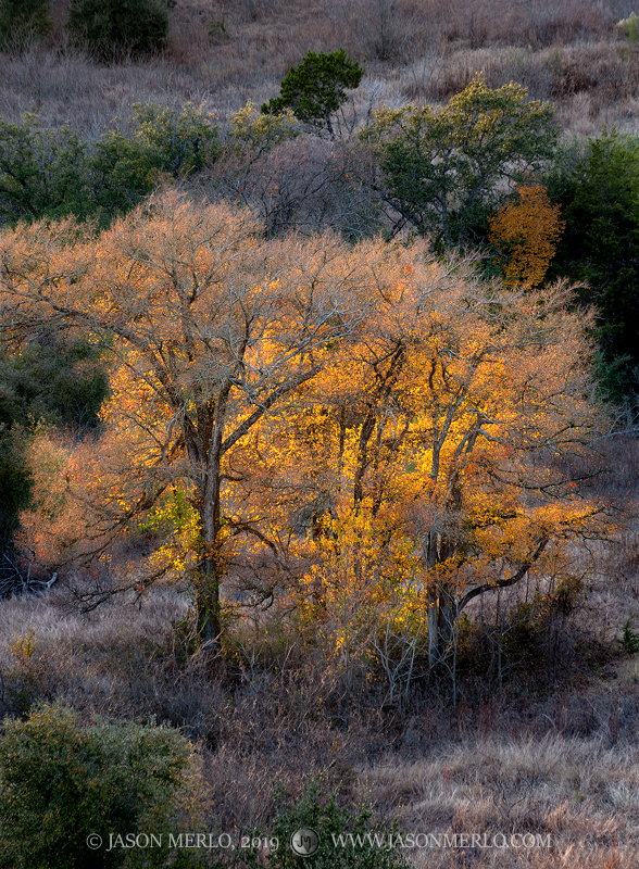 Backlit cedar elm trees (Ulmus crassifolia)&nbsp;in fall color at Balcones Canyonlands National Wildlife Refuge in Burnet County...