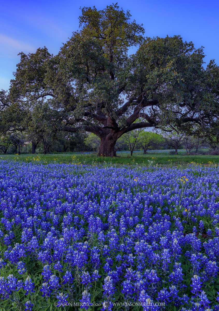 Texas bluebonnets (Lupinus texensis) beneath a live oak tree (Quercus virginiana) at dusk in Mason County, Texas.