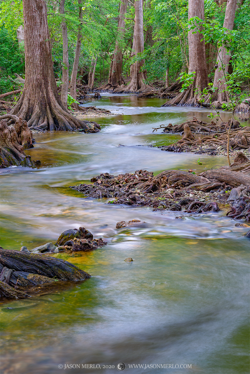 Cibolo Creek winds through cypress trees (Taxodium distichum) in Kendall County in the Texas Hill Country.