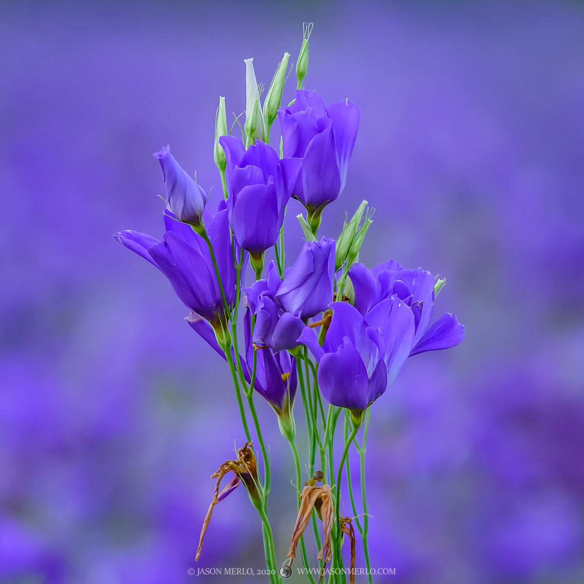 Texas bluebells (Eustoma exaltatum ssp. russellianum) in Williamson County in the Texas Hill Country.