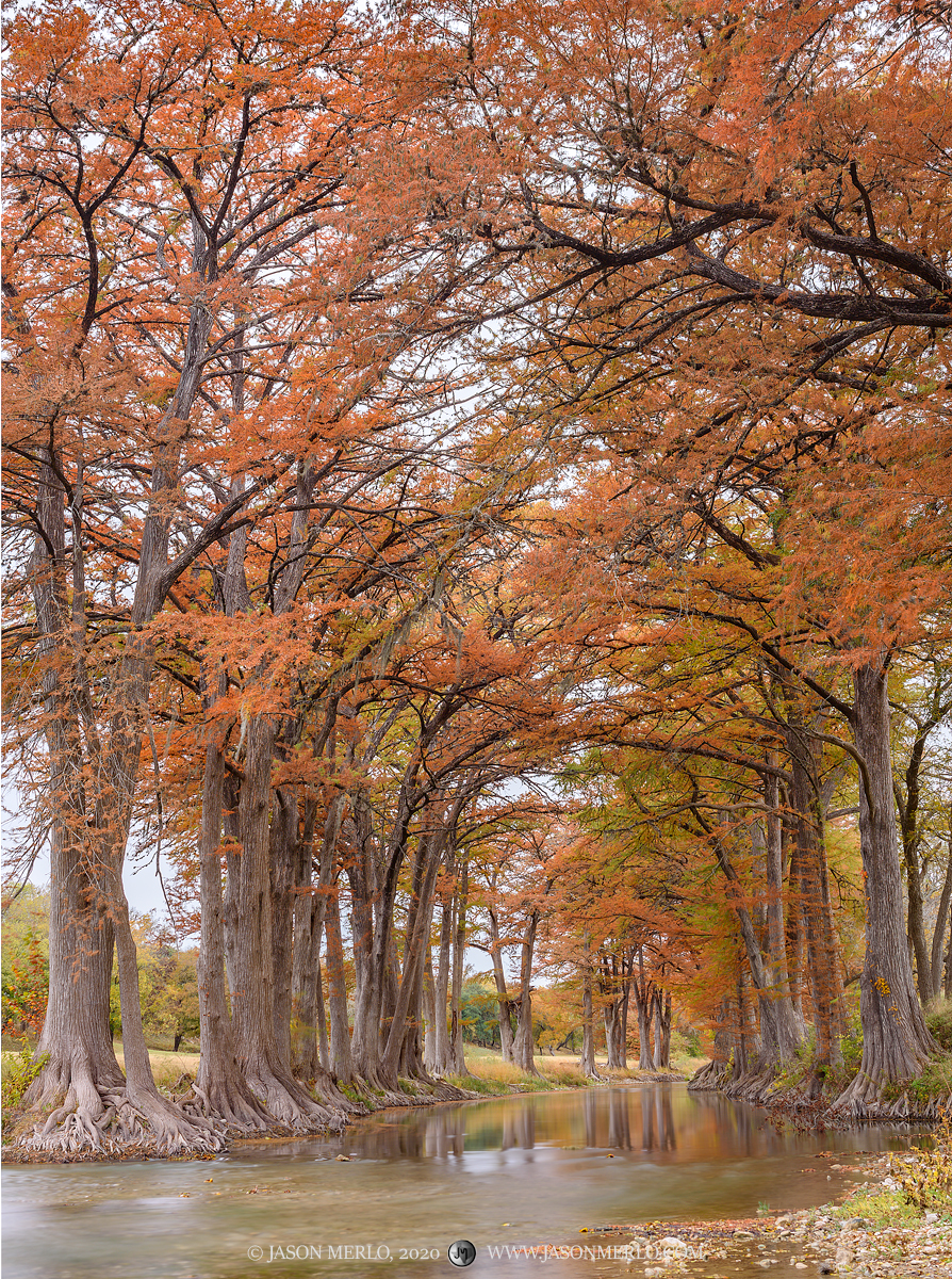 Cypress trees (Taxodium distichum) in fall color on the Guadalupe River in Kendall County in the Texas Hill Country.