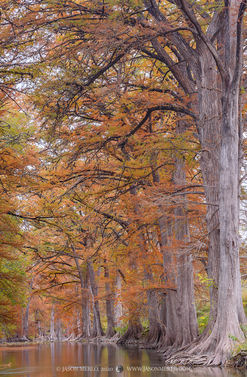 Cypress trees (Taxodium distichum) in fall color on the Guadalupe River in Kendall County in the Texas Hill Country.