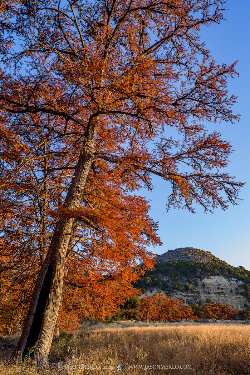 A cypress tree (Taxodium distichum) in fall color at sunset towers over a field in Real County in the Texas Hill Country.