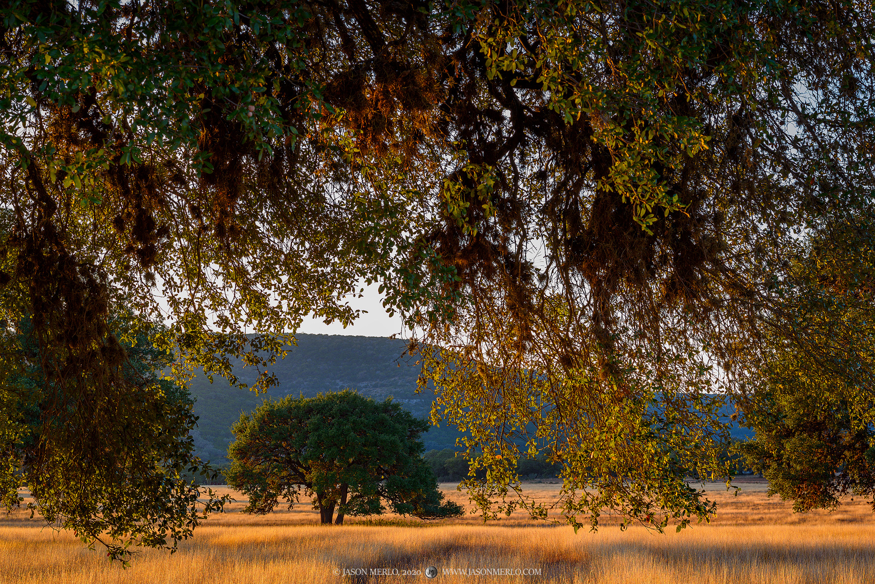 A live oak tree (Quercus virginiana) in a field at sunset in Real County in the Texas Hill Country.
