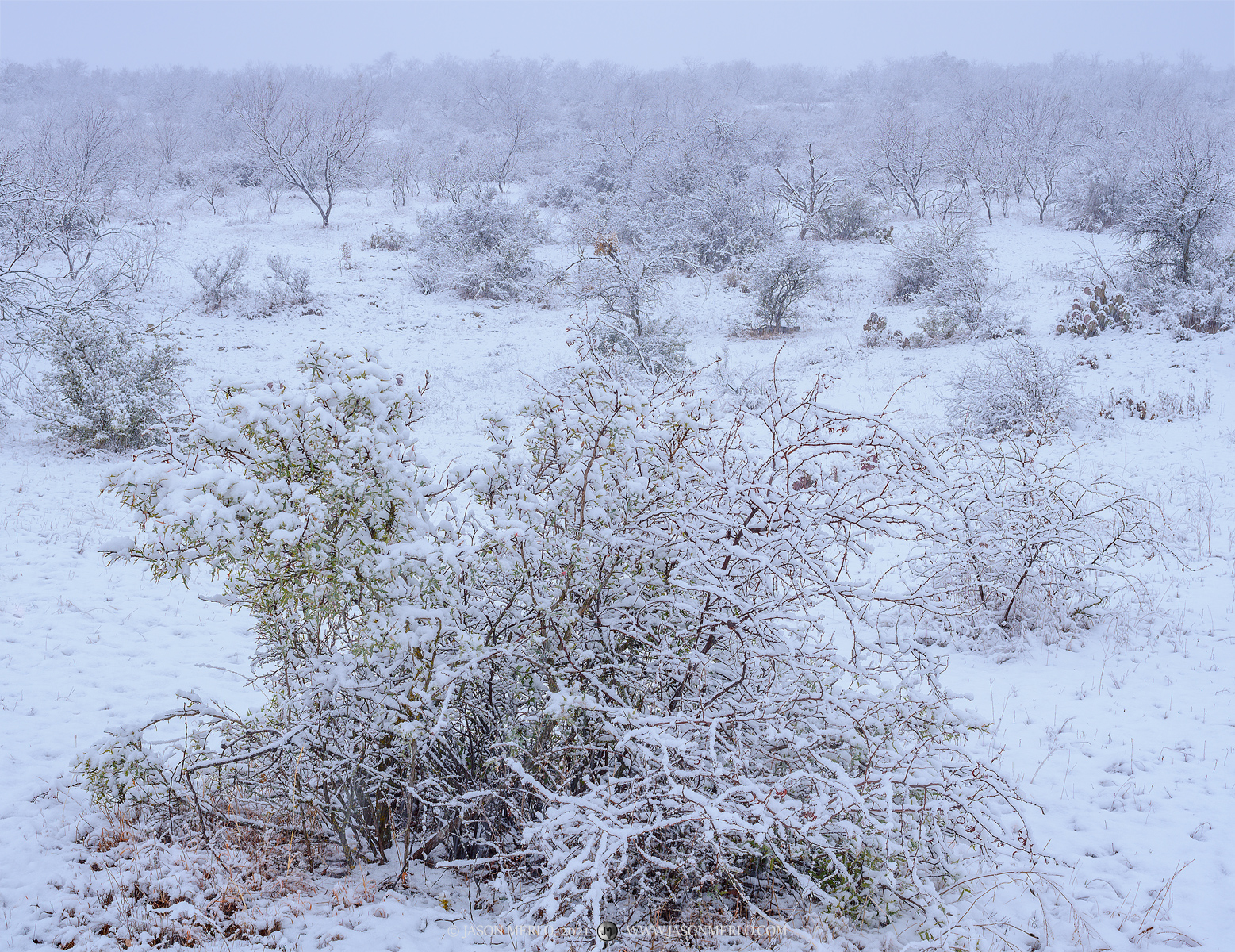 A rare snowstorm in San Saba County in the Texas Cross Timbers.