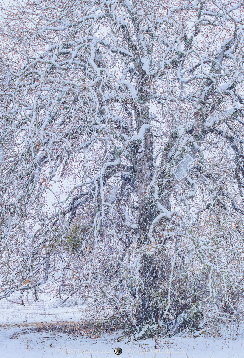 A post oak tree (Quercus stellata) stands tall in a snowstorm San Saba County in the Texas Cross Timbers.