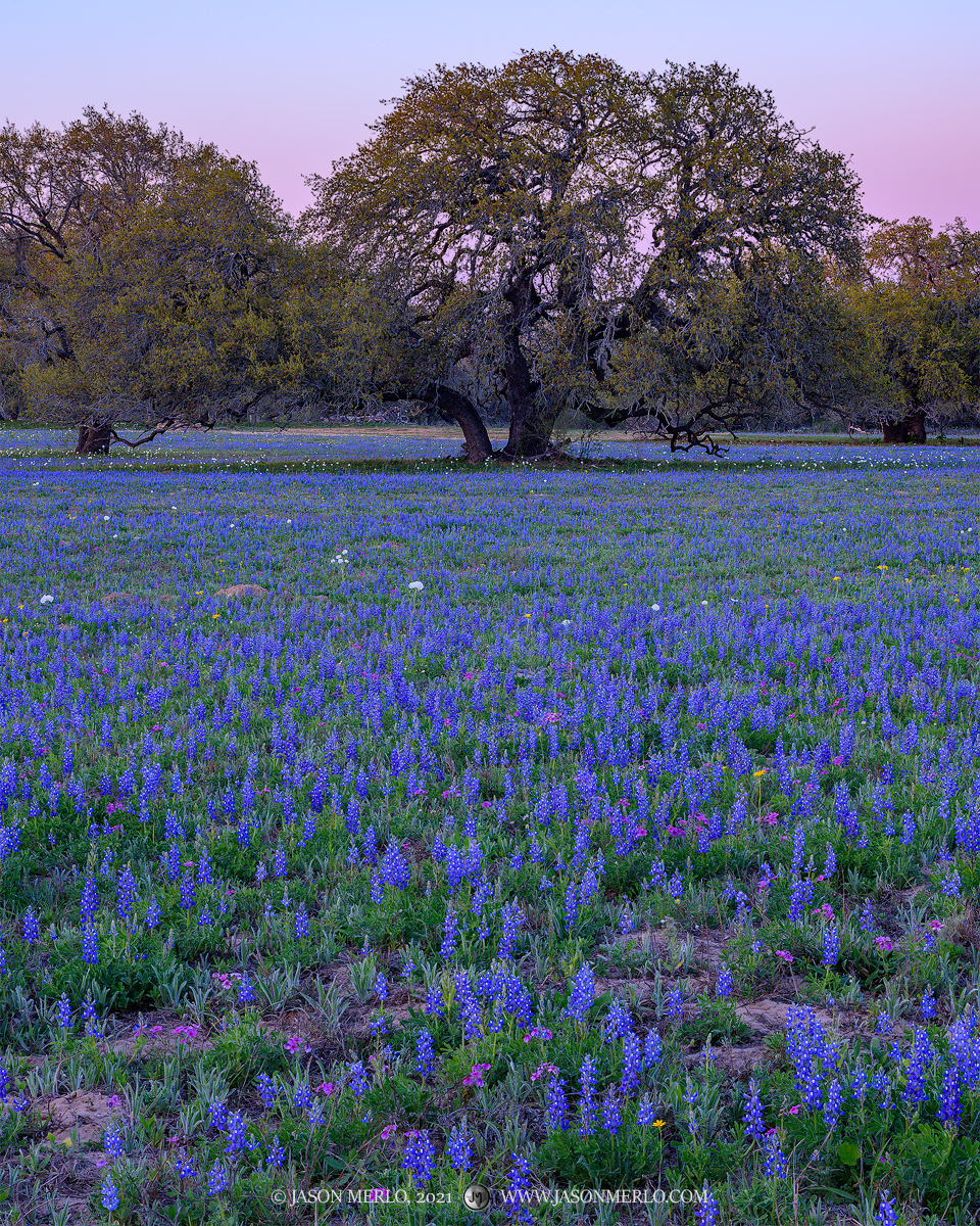 A field of sandyland bluebonnets (Lupinus subcarnosus), white prickly poppies (Argemone polyanthemos), and live oaks (Quercus...