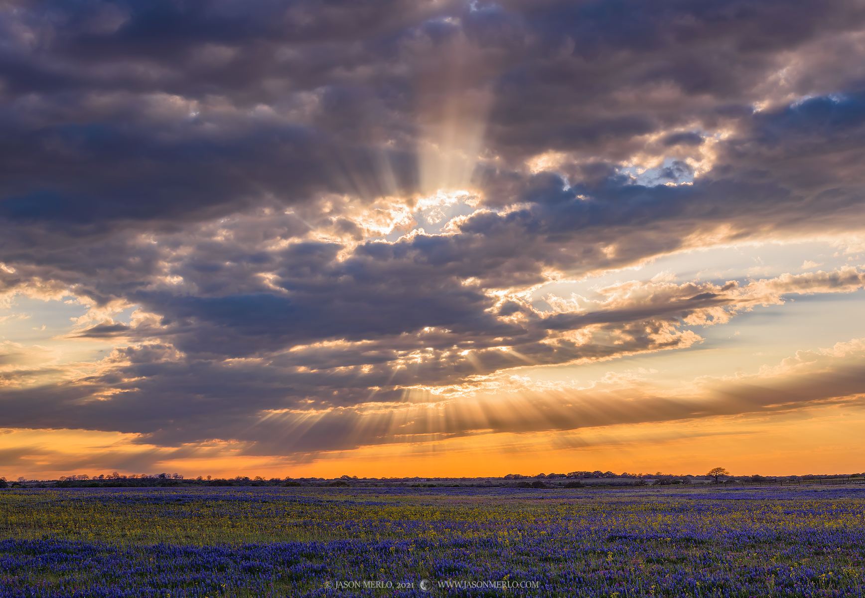 God rays over a field of sandyland bluebonnets (Lupinus subcarnosus), groundsel (Senecio ampullaceus), and other wildflowers...