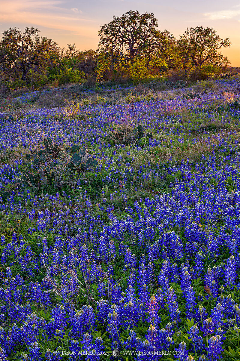 Texas bluebonnets (Lupinus texensis) and live oak trees (Quercus virginiana) at sunset in Llano County in the Texas Hill Country...