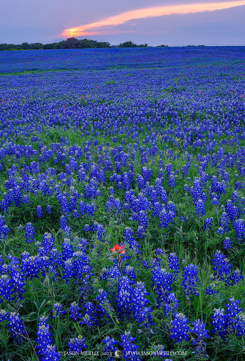 A field of Texas bluebonnets (Lupinus texensis) at sunset in Bastrop County, Texas.