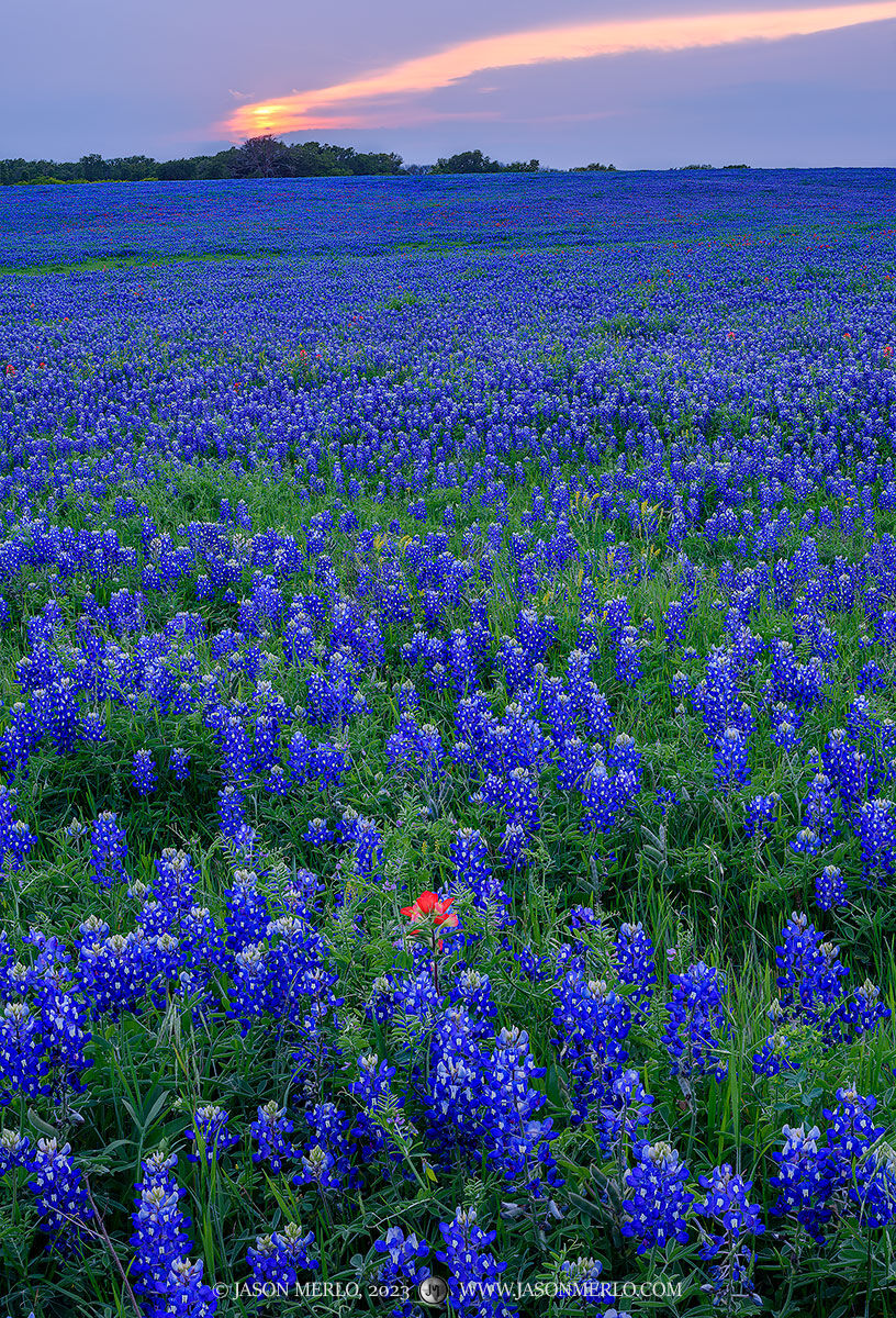 2023032703, Texas bluebonnets at sunset