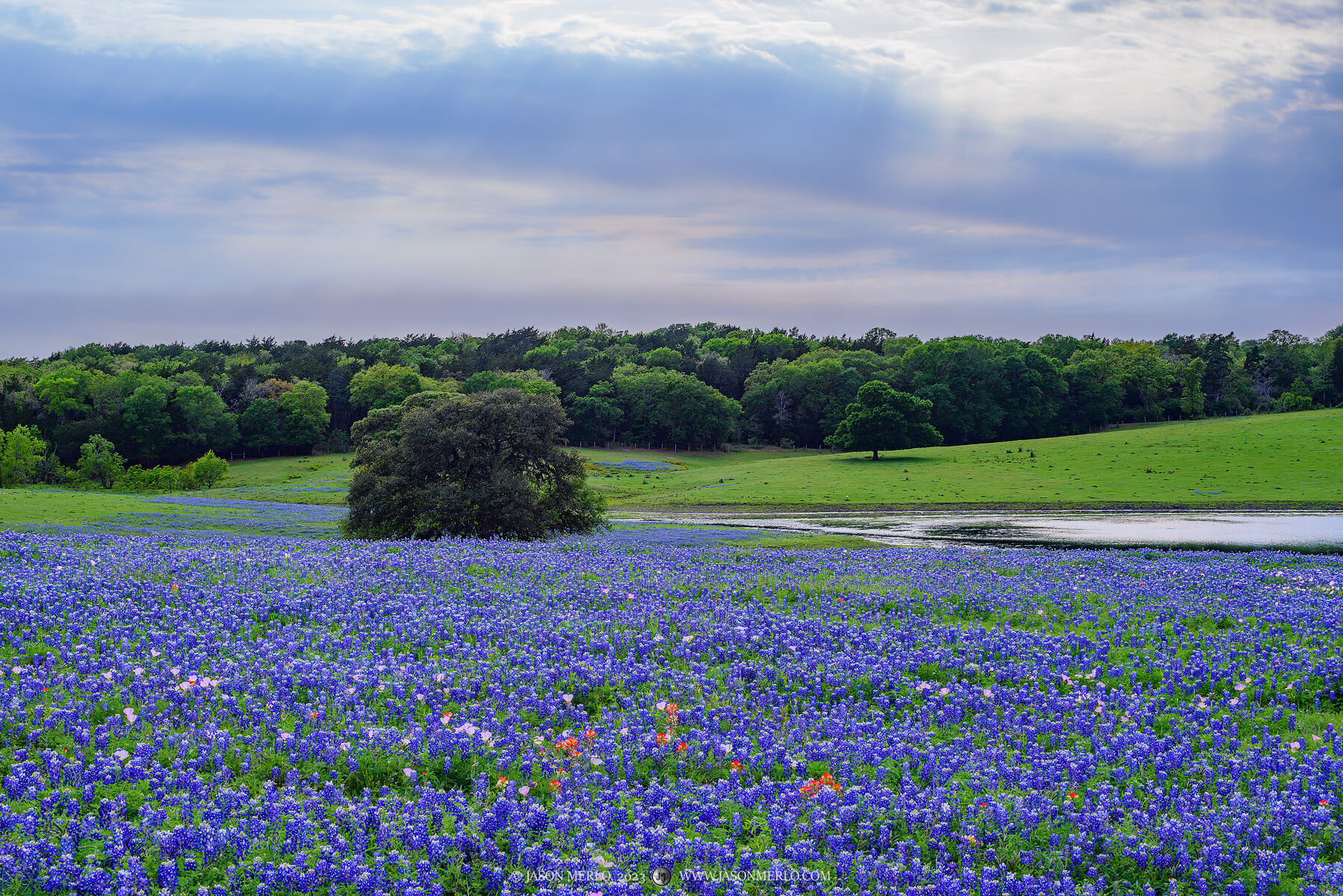 A field of Texas bluebonnets (Lupinus texensis) in Washington County in the Texas Blackland Prairie