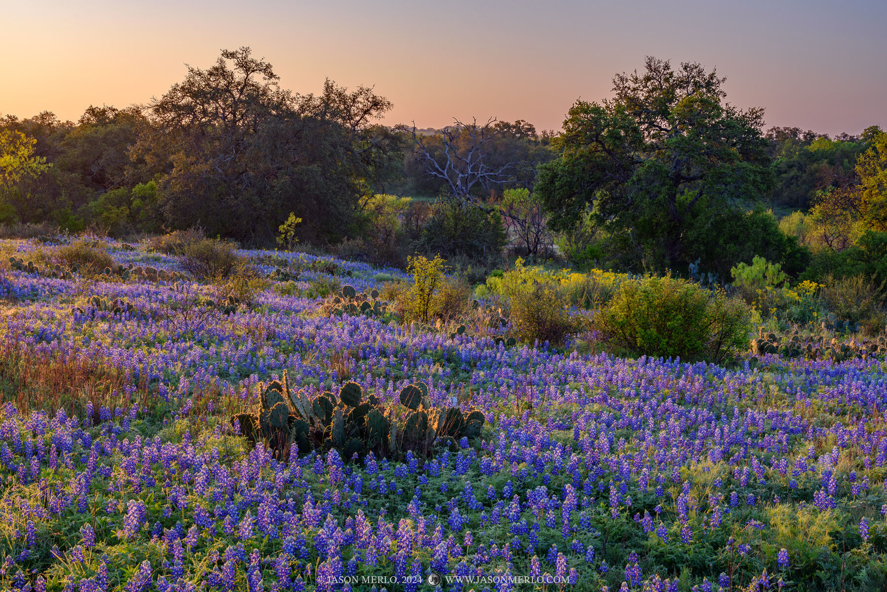 Texas bluebonnets (Lupinus texensis) at sunrise in Llano County in the Texas Hill Country.