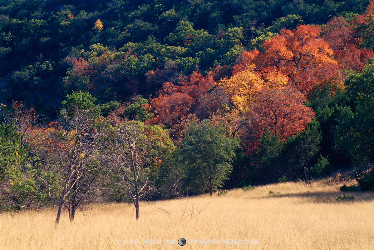 Bigtooth maple trees (Acer grandidentatum)&nbsp;in fall color on a hillside at Lost Maples State Natural Area in Bandera County...