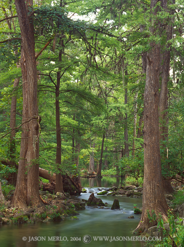 Cypress trees (Taxodium distichum) on the banks of Honey Creek at Honey Creek State Natural Area in Comal County in the Texas...