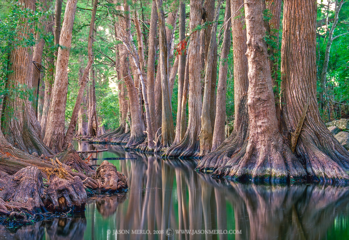 Cypress trees reflected in Cibolo Creek at Cibolo Nature Center in Boerne in the Texas Hill Country.