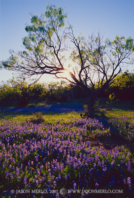 A sunburst through a mesquite tree (Prosopis glandulosa) over a patch of Texas bluebonnets (Lupinus texensis) in San Saba County...