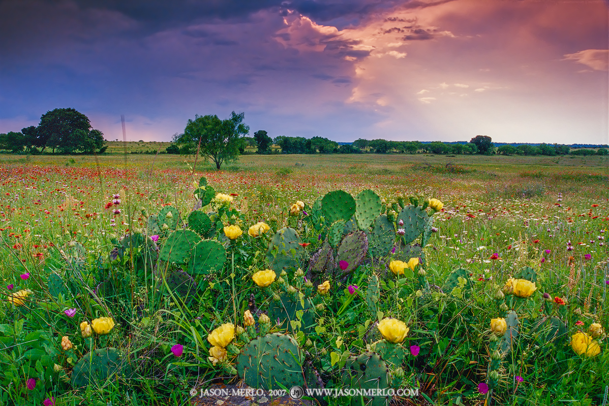 A cloudy sunset over a prickly pear cactus (Opuntia engelmannii) in bloom in San Saba County in the Texas Cross Timbers.