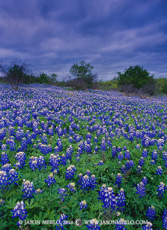 Texas bluebonnets (Lupinus texensis) under cloudy skies in San Saba County in the Texas Cross Timbers.