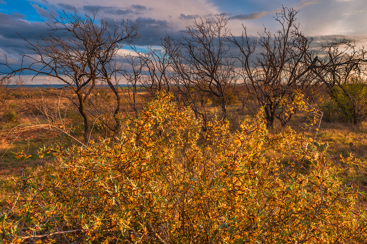 An agarita bush in bloom and mesquite trees at sunset on the J.M. Merlo Ranch in San Saba County, Texas.