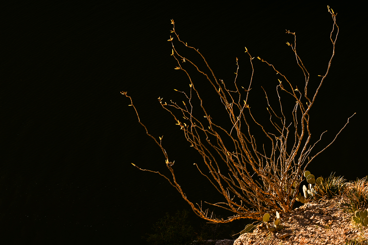 Ocotillo at sunrise over the Rio Grande River in Santa Elena Canyon in Big Bend National Park in Brewster County, Texas.