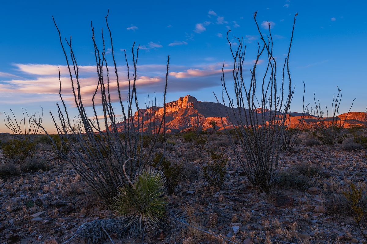 Last light on the Guadalupe Mountains through ocotillo at Guadalupe Mountains National Park in Culberson County, Texas.
